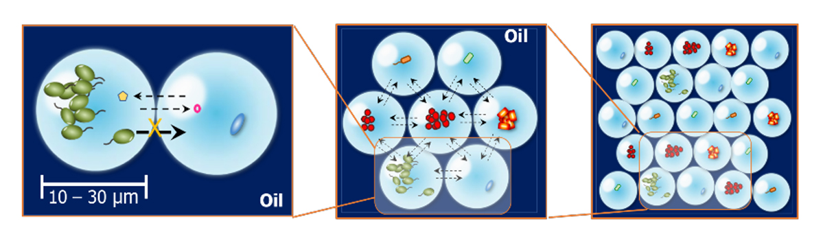 微生物間相互作用を促進する分離培養法イメージ01