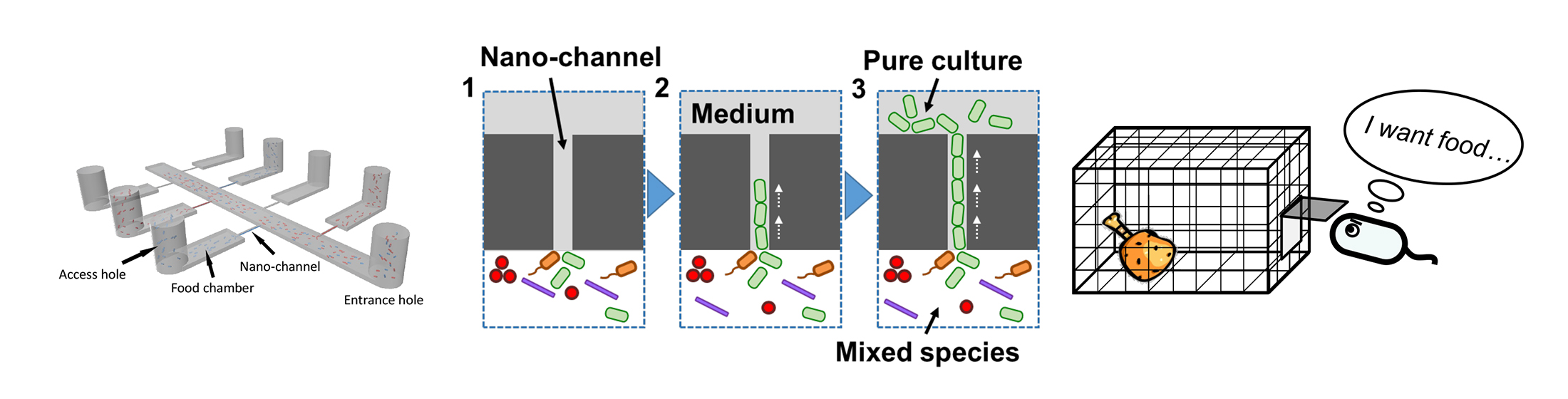 微生物間相互作用を促進する分離培養法イメージ01